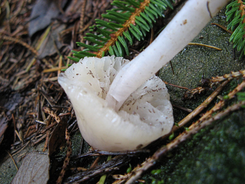 Per chi si vuol divertire!